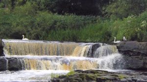 River Cart-White-Cart